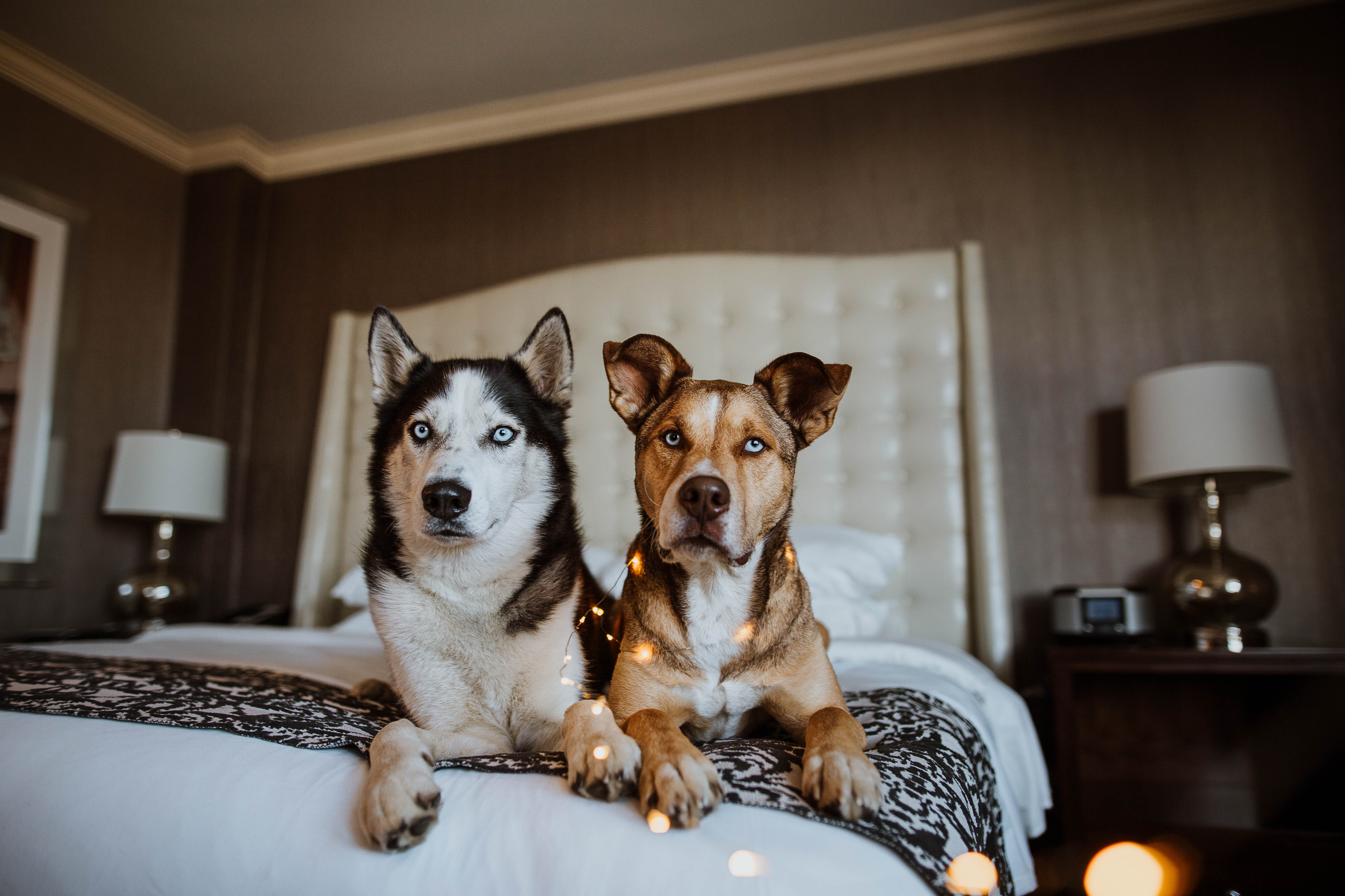 Pet Dog Friendly Hotel In Milwaukee Pets Allowed At The Pfister